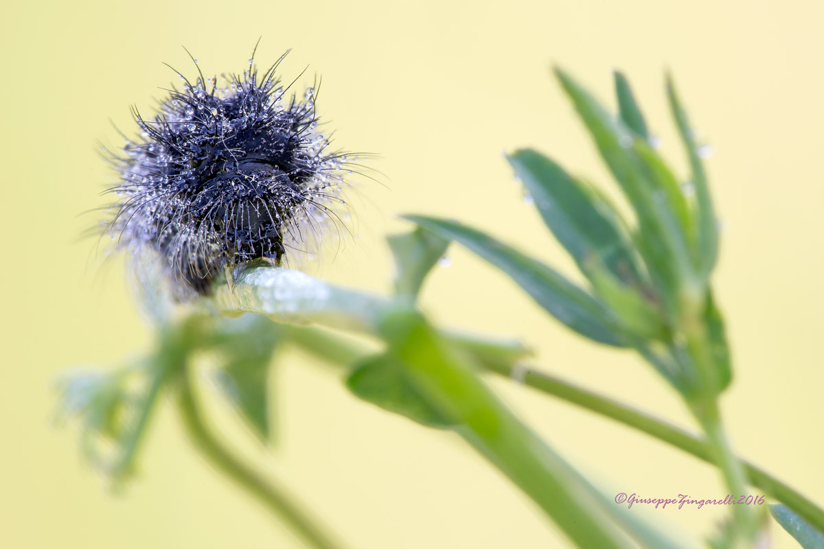 Saturnia (Eudia) pavoniella